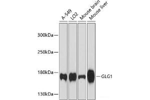 Western blot analysis of extracts of various cell lines using GLG1 Polyclonal Antibody at dilution of 1:3000. (GLG1 Antikörper)