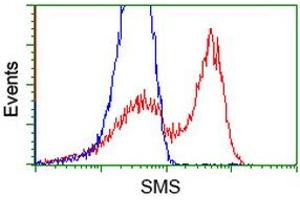 HEK293T cells transfected with either RC200619 overexpress plasmid (Red) or empty vector control plasmid (Blue) were immunostained by anti-SMS antibody (ABIN2454716), and then analyzed by flow cytometry. (SMS Antikörper)