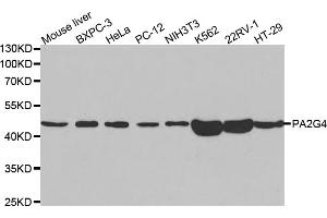 Western blot analysis of extracts of various cell lines, using PA2G4 antibody. (PA2G4 Antikörper)