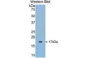 Western Blotting (WB) image for anti-Glutaredoxin 3 (GLRX3) (AA 144-234) antibody (ABIN1859028)