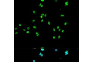 Immunofluorescence analysis of A549 cells using NR5A2 Polyclonal Antibody (NR5A2 + LRH1 Antikörper)