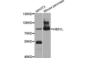 Western blot analysis of extracts of various cell lines, using HBS1L antibody (ABIN4903873) at 1:1000 dilution. (HBS1L Antikörper)