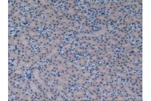 IHC-P analysis of Mouse Kidney Tissue, with DAB staining. (AFT1 Antikörper  (AA 3-245))