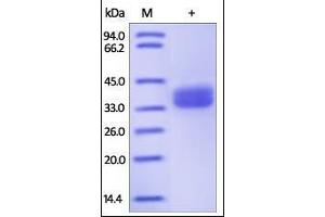 Human GPA33, His Tag on SDS-PAGE under reducing (R) condition.