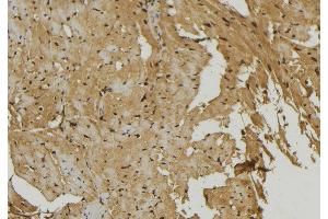ABIN6273915 at 1/100 staining Mouse muscle tissue by IHC-P. (S1PR1 Antikörper  (Internal Region))