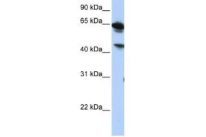 BAT5 antibody used at 1 ug/ml to detect target protein. (BAT5 Antikörper  (Middle Region))