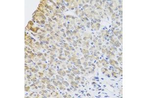 Immunohistochemistry of paraffin-embedded mouse stomach using PER1 antibody at dilution of 1:100 (x40 lens). (PER1 Antikörper)
