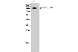 Western Blotting (WB) image for anti-EPH Receptor A7 (EPHA7) (pTyr791) antibody (ABIN3173153) (EPH Receptor A7 Antikörper  (pTyr791))