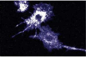 Immunofluorescence staining of mouse macrophages. (Afadin Antikörper  (AA 1091-1233))