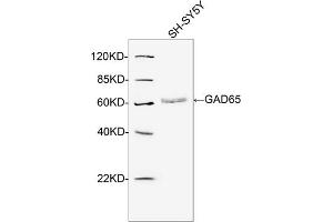 Western blot analysis of cell lysates using 2 µg/mL Rabbit Anti-GAD65 Polyclonal Antibody (ABIN398998) The signal was developed with IRDyeTM 800 Conjugated Goat Anti-Rabbit IgG. (GAD65 Antikörper  (N-Term))
