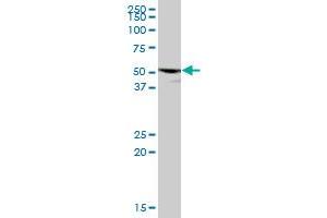 Western Blotting (WB) image for anti-Purinergic Receptor P2X, Ligand-Gated Ion Channel, 5 (P2RX5) (AA 1-422) antibody (ABIN518567)