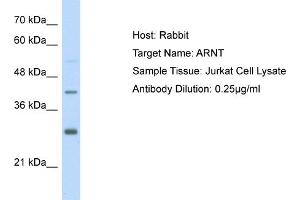 Host: Rabbit Target Name: ARNT Sample Type: Jurkat Whole cell lysates Antibody Dilution: 1. (ARNT Antikörper  (Middle Region))
