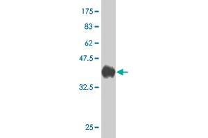 Western Blot detection against Immunogen (34.