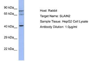 Host: Rabbit Target Name: SLAIN2 Sample Type: HepG2 Whole cell lysates Antibody Dilution: 1. (SLAIN2 Antikörper  (C-Term))