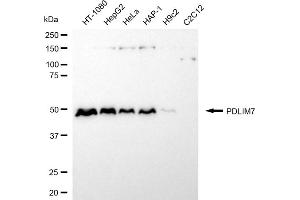 Western blotting analysis using PDLIM7 antibody (ABIN7799751). (Rekombinanter PDLIM7 Antikörper)