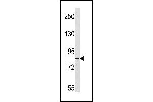 ZC3H11A Antibody (N-term) (ABIN1882005 and ABIN2843274) western blot analysis in Ramos cell line lysates (35 μg/lane). (ZC3H11A Antikörper  (N-Term))