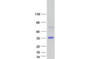 Validation with Western Blot (DNAJC12 Protein (Transcript Variant 1) (Myc-DYKDDDDK Tag))