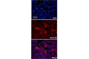 Immunofluorescent staining of human adult liver with EEA1 polyclonal antibody  at 1:100 dilution. (EEA1 Antikörper  (N-Term))