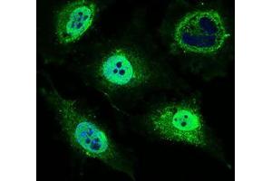 Immunofluorescence analysis of HeLa cells using MRPL42 mouse mAb (green). (MRPL42 Antikörper  (AA 142-203))