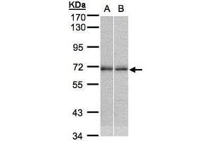 WB Image Sample (30μg whole cell lysate) A:H1299 B:MOLT4 , 7. (TR4 Antikörper)