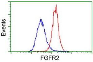 Flow cytometric Analysis of Hela cells, using anti-FGFR2 antibody (ABIN2454557), (Red), compared to a nonspecific negative control antibody, (Blue). (FGFR2 Antikörper)