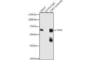 Immunoprecipitation analysis of 300 μg extracts of HeLa cells using 3 μg Y antibody (ABIN6132788, ABIN6150316, ABIN6150321 and ABIN6215135). (YAP1 Antikörper  (AA 155-504))