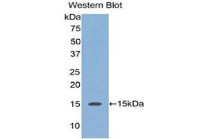 Western Blotting (WB) image for anti-Regenerating Islet-Derived 3 alpha (REG3A) (AA 40-164) antibody (Biotin) (ABIN1176323)
