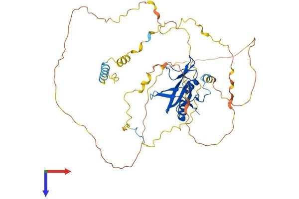 B-Cell Linker Protein (BLNK) (AA 1-456) (His tag)