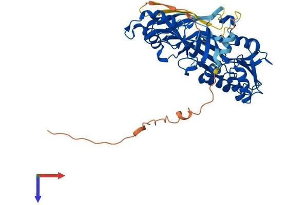 PRMT2 Protein (AA 1-448) (His tag)