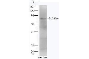 Mouse liver lysates probed with Rabbit Anti-SLC40A1 Polyclonal Antibody, Unconjugated  at 1:5000 for 90 min at 37˚C. (SLC40A1 Antikörper  (AA 331-430))