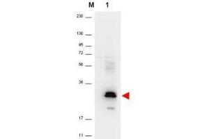 Western blot using  anti-Human MIP-3a antibody shows detection of a band ~26 kDa in size corresponding to recom-binant human MIP-3a (lane 1). (CCL20 Antikörper)