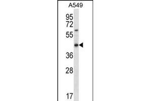 OR51S1 Antibody (C-term) (ABIN656251 and ABIN2845566) western blot analysis in A549 cell line lysates (35 μg/lane). (OR51S1 Antikörper  (C-Term))