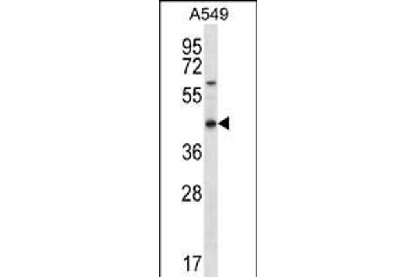 OR51S1 Antikörper  (C-Term)