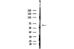 Western blot analysis of lysates from  cells(heat-shock,45 min treatment), using SLC7 Antibody at 1/1000 dilution.