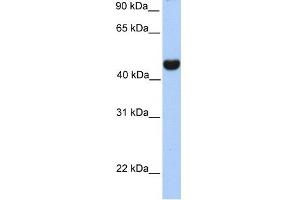 RTN4 antibody used at 1 ug/ml to detect target protein. (Reticulon 4 Antikörper  (Middle Region))