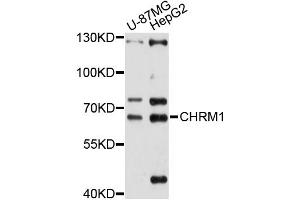 Western blot analysis of extracts of various cell lines, using CHRM1 antibody (ABIN5997442) at 1/1000 dilution. (CHRM1 Antikörper)