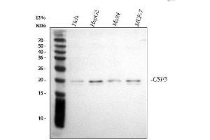 Western blot analysis of G-CSF/CSF3 using anti-G-CSF/CSF3 antibody (ABIN3042762). (G-CSF Antikörper  (AA 38-207))