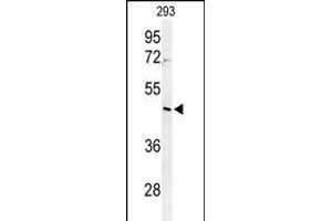 Western blot analysis of RRS1 Antibody (C-term) (ABIN650939 and ABIN2840003) in 293 cell line lysates (35 μg/lane). (RRS1 Antikörper  (C-Term))
