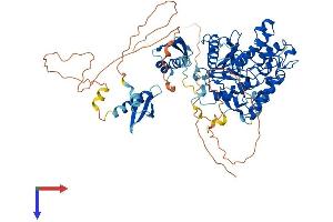 RED1 Protein (AA 1-741) (His tag)