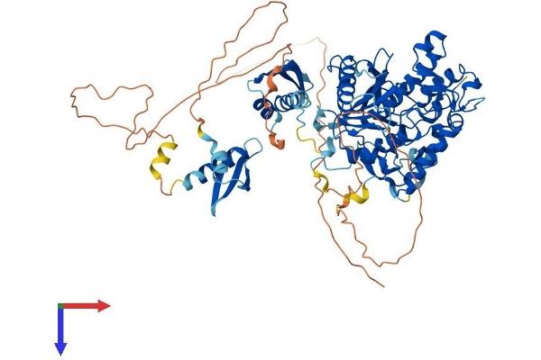 RED1 Protein (AA 1-741) (His tag)