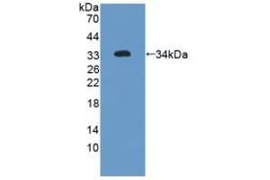 Detection of Recombinant FLNa, Human using Polyclonal Antibody to Filamin A Alpha (FLNa) (Filamin A Antikörper  (AA 2-274))
