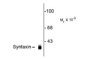Western blot of Anti-Syntaxin (Mouse) Antibody - 200-301-E40 Western Blot of Mouse anti-Syntaxin antibody. (Syntaxin Antikörper)