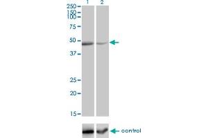 Western Blotting (WB) image for anti-RELT Tumor Necrosis Factor Receptor (RELT) (AA 26-124) antibody (ABIN566616)