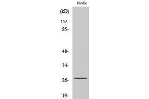 Western Blotting (WB) image for anti-Heat Shock 27kDa Protein 1 (HSPB1) (pSer82) antibody (ABIN3182035) (HSP27 Antikörper  (pSer82))