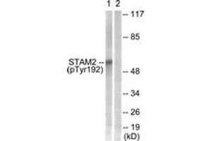 Western blot analysis of extracts from NIH-3T3 cells treated with EGF 200ng/ml 30', using STAM2 (Phospho-Tyr192) Antibody. (STAM2 Antikörper  (pTyr192))