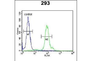 Flow cytometric analysis of 293 cells (right histogram) compared to a negative control cell (left histogram). (KLC2 Antikörper  (C-Term))