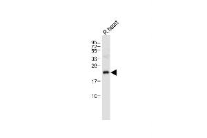 Anti-OAZ1 Antibody (N-term) at 1:1000 dilution + Rat heart tissue lysate Lysates/proteins at 20 μg per lane.