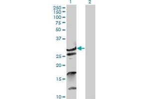 Western Blot analysis of ZNF397 expression in transfected 293T cell line by ZNF397 MaxPab polyclonal antibody. (ZNF397 Antikörper  (AA 1-275))