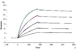 Surface Plasmon Resonance (SPR) image for Interleukin 17A (IL17A) (AA 24-155) protein (His-Avi Tag,Biotin) (ABIN7274994)