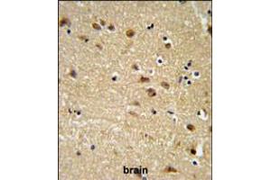 EDIL3 Antibody IHC analysis in formalin fixed and paraffin embedded brain tissue followed by peroxidase conjugation of the secondary antibody and DAB staining. (EDIL3 Antikörper  (AA 337-365))